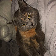 Penny is registered to the contest to win money with this photo: cat, animal, pet, feline, bed, blanket, stuffed_animal, soft_toy, yellow_eyes, gray_fur, orange_fur, indoor, cozy, relaxed, cute, looking, lying_down, domestic_animal, whiskers, sleepy