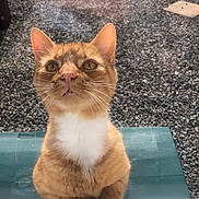 Simba joined the competition — help win amazing prizes! cat, orange_tabby, white_chest, glass_door, paws, outdoor, gravel, sunlight, reflection, curious, pet, animal, feline, whiskers, ears, nose, closeup, looking_up, window, daylight