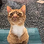 cat, orange_tabby, white_chest, glass_door, paws, outdoor, gravel, sunlight, reflection, curious, pet, animal, feline, whiskers, ears, nose, closeup, looking_up, window, daylight