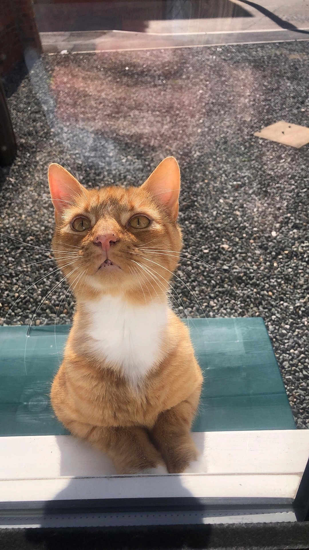 Simba
