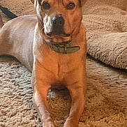 Gronk joined the competition — help win amazing prizes! dog, brown_dog, collar, carpet, indoor, pet, animal, mammal, resting, floor, fur, ears, paws, face, looking, canine, cozy, home, cushion, relaxed