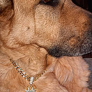 Kinggeorge is registered to the contest to win money with this photo: accessory, animal, brown_fur, canine, close_up, crown, dog, domestic_animal, fancy, flashy, gold, indoor, jewelry, king, luxury, majestic, mammal, necklace, pet, portrait