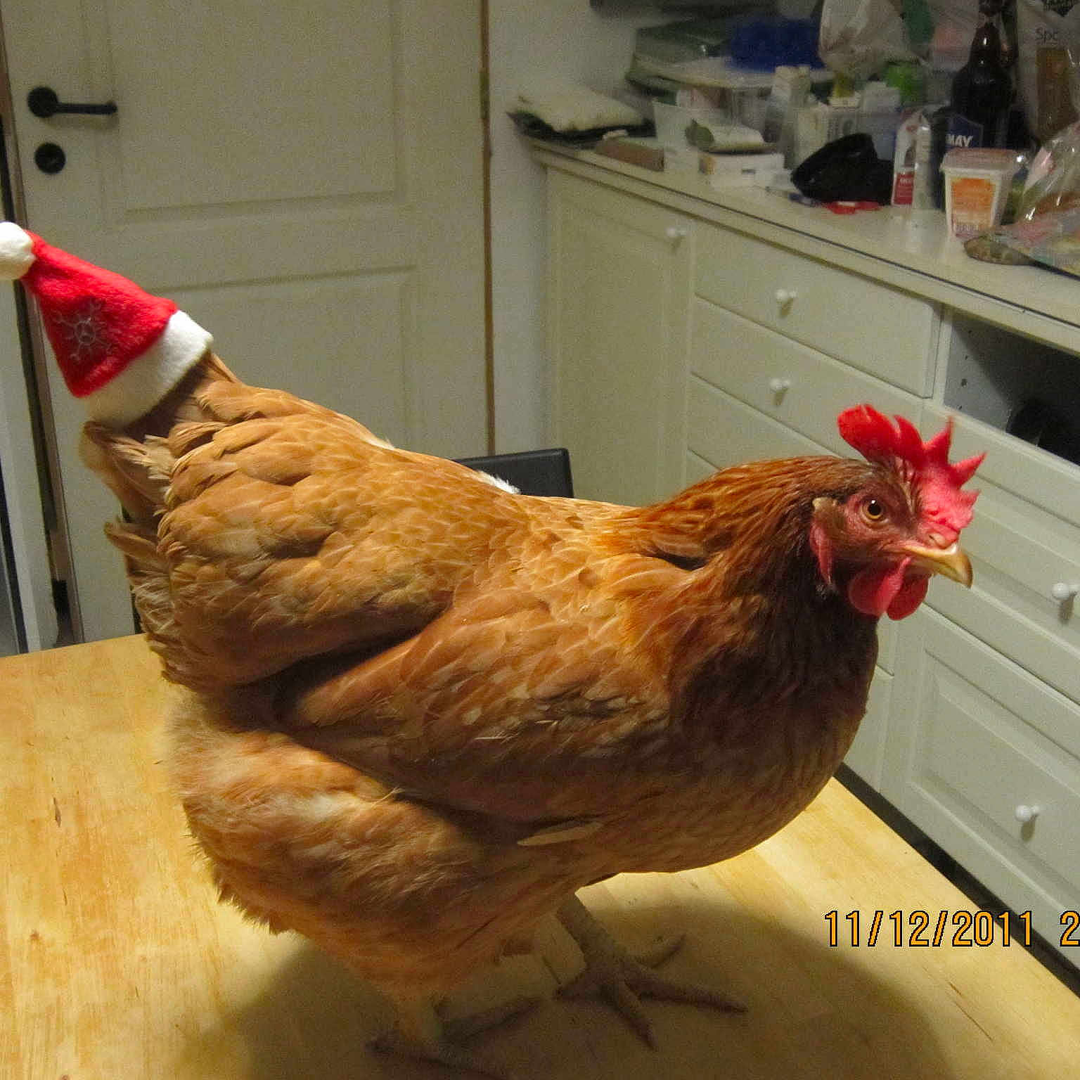 Poulette a rejoint le concours — aidez-le/la à gagner de superbes lots !