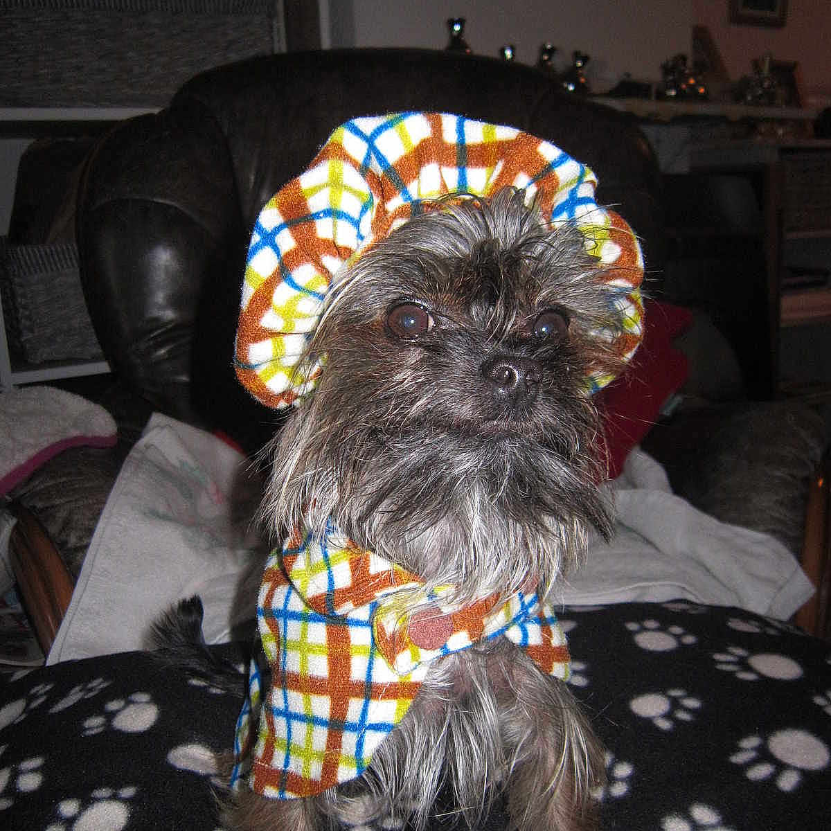 Pastis participe au concours pour gagner de l'argent avec cette photo :