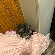 Luna joined the competition — help win amazing prizes! cat, tortoiseshell, feline, pet, blanket, pink, fur, indoor, floor, wooden_door, corner, curious, resting, cozy, domestic_animal, looking, animal, soft, fur_pattern, relaxed