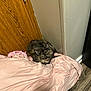 cat, tortoiseshell, feline, pet, blanket, pink, fur, indoor, floor, wooden_door, corner, curious, resting, cozy, domestic_animal, looking, animal, soft, fur_pattern, relaxed