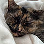 Luna joined the competition — help win amazing prizes! cat, tortoiseshell, sleeping, blanket, cozy, fur, closeup, pet, animal, resting, indoor, soft, cute, whiskers, relaxed, face, ears, comfort, nap, feline
