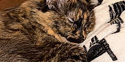 Luna is registered to the contest to win money with this photo: cat, sleeping, tortoiseshell, fur, cozy, blanket, resting, pet, animal, closeup, indoor, soft, cute, whiskers, ears, peaceful, nap, feline, comfort, warm