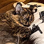 cat, sleeping, tortoiseshell, fur, cozy, blanket, resting, pet, animal, closeup, indoor, soft, cute, whiskers, ears, peaceful, nap, feline, comfort, warm