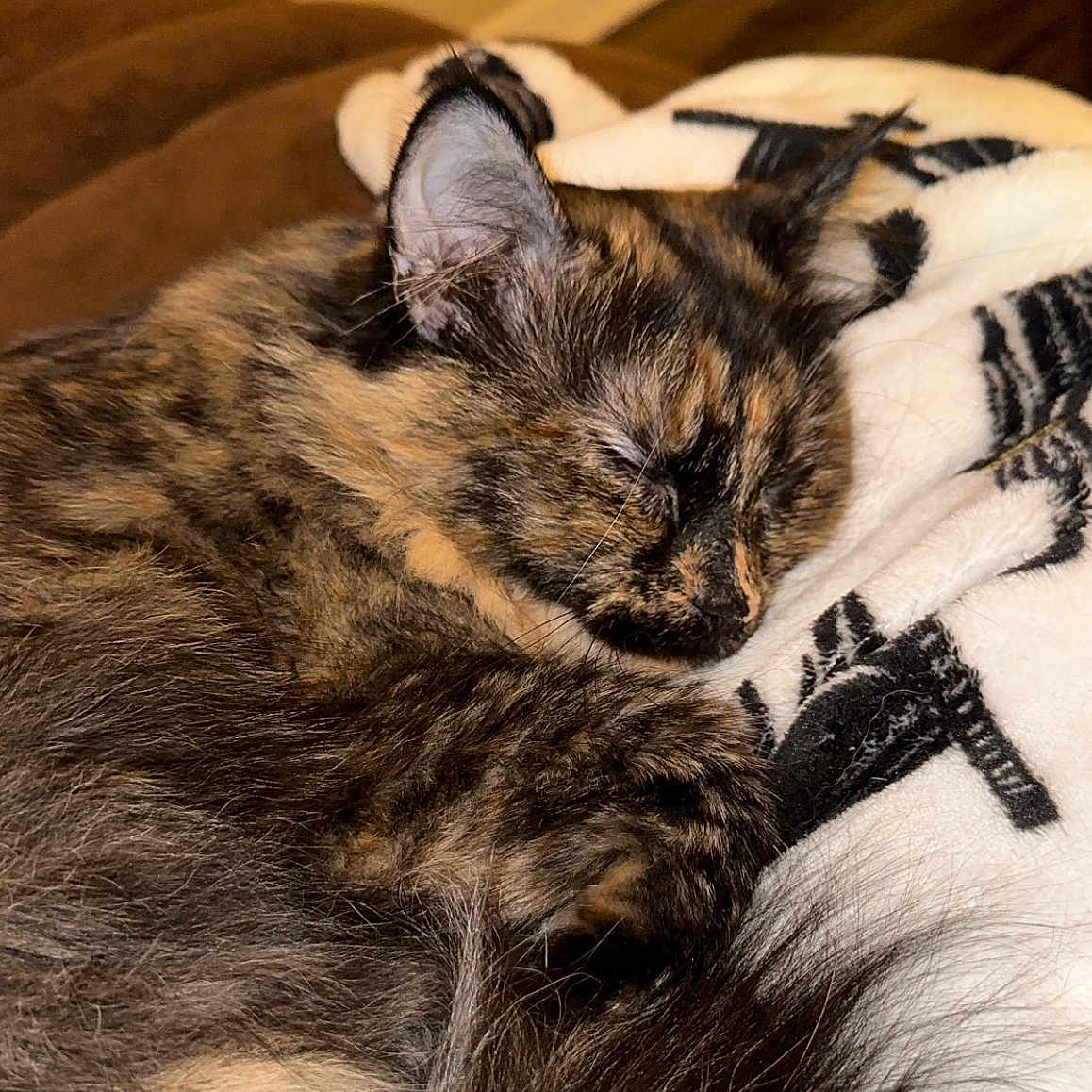 Luna is registered to the contest to win money with this photo: animal, blanket, cat, closeup, comfort, cozy, cute, ears, feline, fur, indoor, nap, peaceful, pet, resting, sleeping, soft, tortoiseshell, warm, whiskers