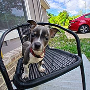 Duncan Brown is registered to the contest to win money with this photo: puppy, dog, chair, outdoor, pet, animal, black, white, red_collar, house, window, car, grass, sky, clouds, concrete, fence, nature, daytime, cute