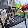 puppy, dog, chair, outdoor, pet, animal, black, white, red_collar, house, window, car, grass, sky, clouds, concrete, fence, nature, daytime, cute