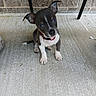 Duncan Brown is registered to the contest to win money with this photo: puppy, dog, animal, pet, sitting, cute, collar, concrete, brick_wall, outdoor, young, small, ears_up, black_and_white, curious, looking_up, paw, tail, face, adorable