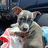 Duncan Brown joined the competition — help win amazing prizes! puppy, dog, pet, animal, cute, car_interior, blanket, fur, ears, eyes, nose, paw, young, companion, domestic_animal, resting, sunlight, closeup, adorable, cozy