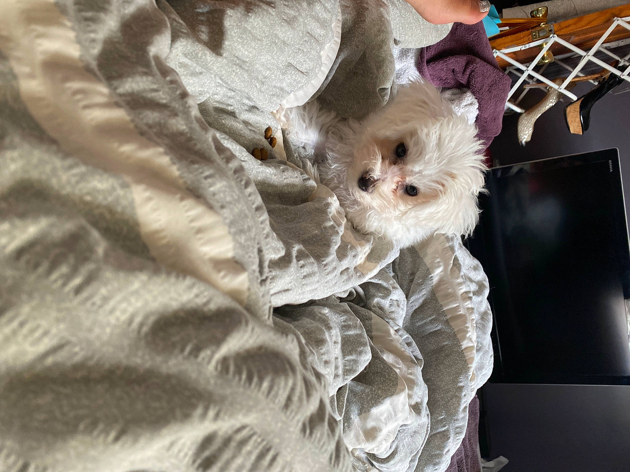 Gigi is registered to the contest to win money with this photo: carnivore, cat, fawn, felidae, fur, kitten, persian, small_to_medium_sized_cats, whiskers