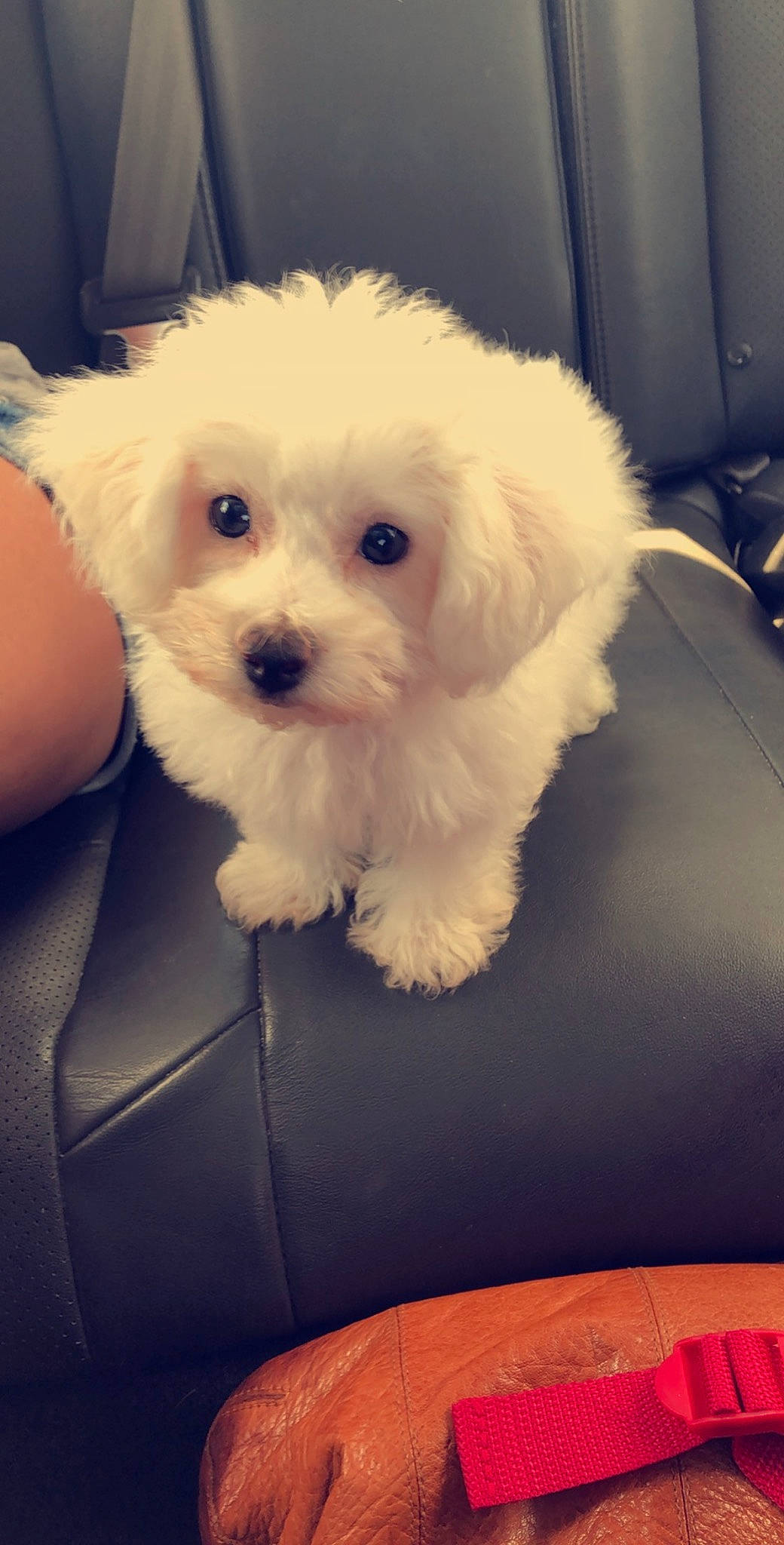 Gigi is registered to the contest to win money with this photo: bichon, bolognese, bolonka, canidae, carnivore, companion_dog, coton_de_tulear, dog, dog_breed, kyi_leo, maltepoo, maltese, mammal, nose, puppy, schnoodle, shih_poo, skin, toy_poodle, vertebrate