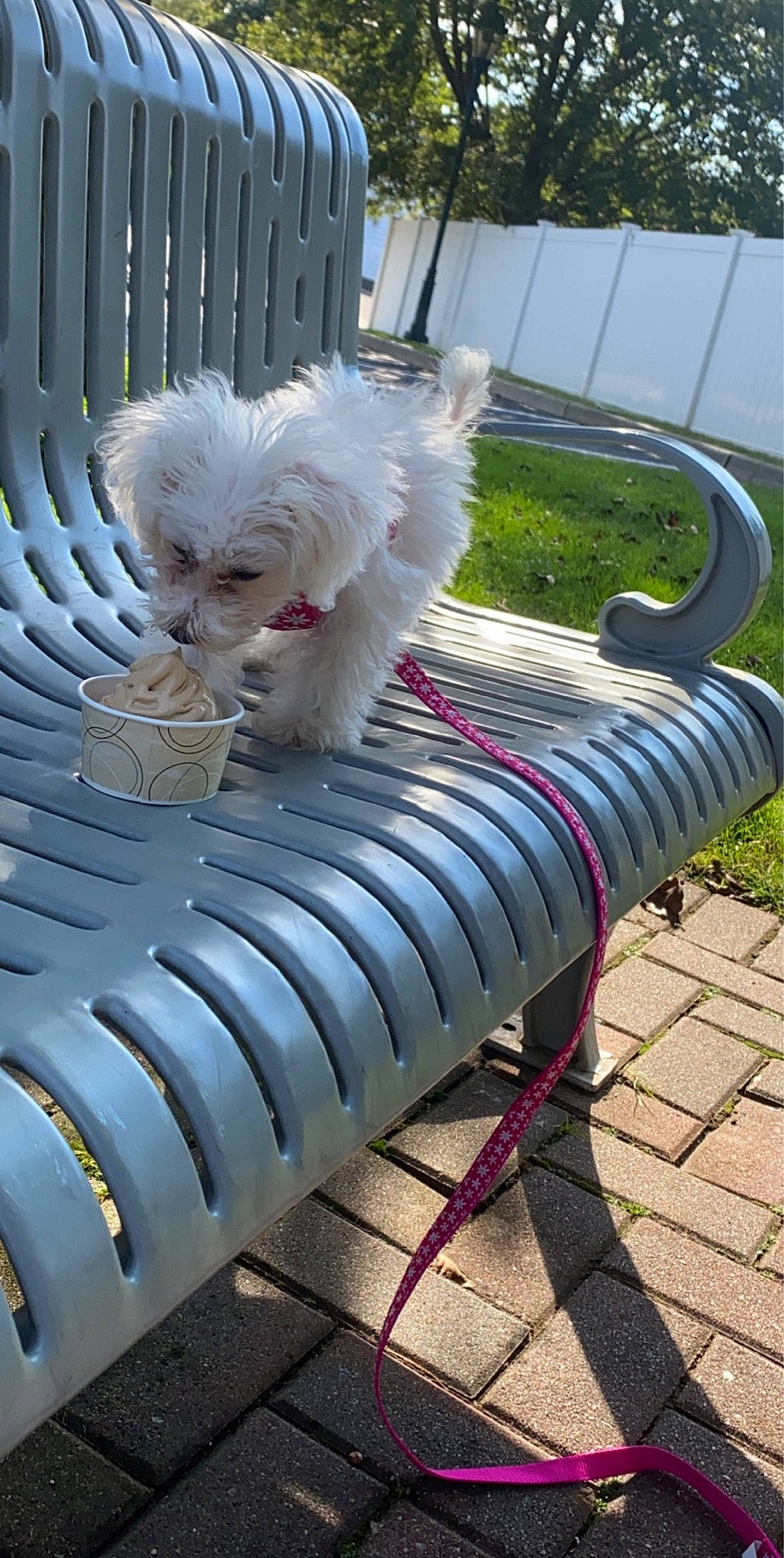 Gigi joined the competition — help win amazing prizes! bichon, bichon_frise, bolognese, bolonka, canidae, carnivore, chinese_imperial_dog, companion_dog, coton_de_tulear, dog, dog_breed, havanese, lowchen, maltese, non_sporting_group, puppy, shih_tzu, tibetan_terrier, toy_dog, west_highland_white_terrier