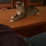 Bongo is registered to the contest to win money with this photo: cat, tabby_cat, pet, animal, feline, striped_fur, green_eyes, whiskers, ears, paws, lying_down, relaxed, alert, coffee_table, wooden_furniture, living_room, chairs, cushion, indoor, portrait