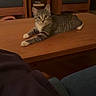 cat, tabby_cat, pet, animal, feline, striped_fur, green_eyes, whiskers, ears, paws, lying_down, relaxed, alert, coffee_table, wooden_furniture, living_room, chairs, cushion, indoor, portrait