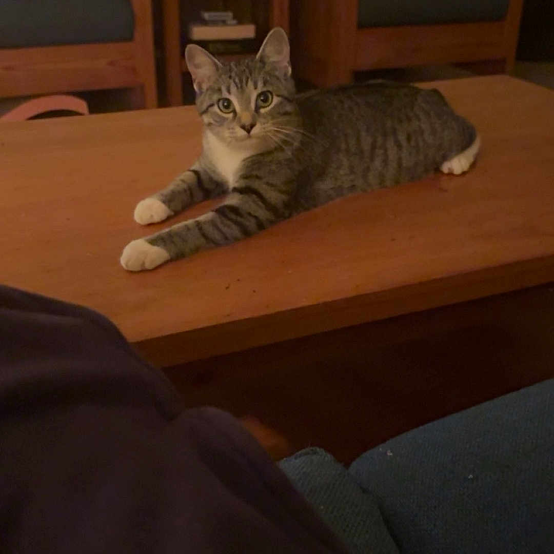 Bongo is registered to the contest to win money with this photo: cat, tabby_cat, pet, animal, feline, striped_fur, green_eyes, whiskers, ears, paws, lying_down, relaxed, alert, coffee_table, wooden_furniture, living_room, chairs, cushion, indoor, portrait