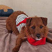 Kiko participe au concours pour gagner de l'argent avec cette photo : dog, pet, brown_fur, bandana, striped_shirt, blanket, bed, indoor, portrait, canine, cute, looking_at_camera, fur, muzzle, ears, nose, paws, relaxed, textile, home