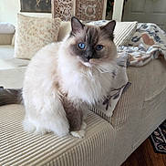 Zoey joined the competition — help win amazing prizes! blanket, blue_eyes, cat, couch, cozy, curtains, decor, feline, flower_painting, fluffy, furniture, home, indoor, living_room, ornate_panel, pet, pillow, relaxed, sitting, wood_floor