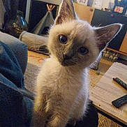 Chamalo participe au concours pour gagner de l'argent avec cette photo : kitten, cat, siamese, pet, indoor, living_room, furniture, remote_control, couch, carpet, curious, closeup, young, animal, whiskers, ears, fur, face, blue_eyes, cute