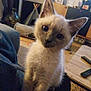 kitten, cat, siamese, pet, indoor, living_room, furniture, remote_control, couch, carpet, curious, closeup, young, animal, whiskers, ears, fur, face, blue_eyes, cute