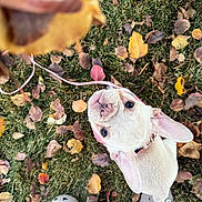Nalah joined the competition — help win amazing prizes! animal, autumn_leaves, canine, collar, crocs, cute, dog, fall, footwear, french_bulldog, grass, leash, looking_up, nature, outdoor, person, pet, playful, puppy, treat