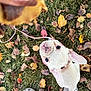 animal, autumn_leaves, canine, collar, crocs, cute, dog, fall, footwear, french_bulldog, grass, leash, looking_up, nature, outdoor, person, pet, playful, puppy, treat