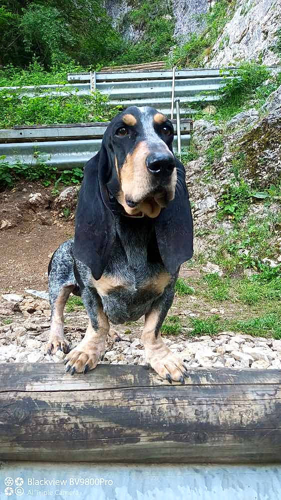 Pin'S a rejoint le concours — aidez-le/la à gagner de superbes lots ! canidae, carnivore, companion_dog, dog, dog_breed, fawn, fence, grass, guard_dog, hound, hunting_dog, liver, plant, rock, scent_hound, sporting_group, working_animal, working_dog