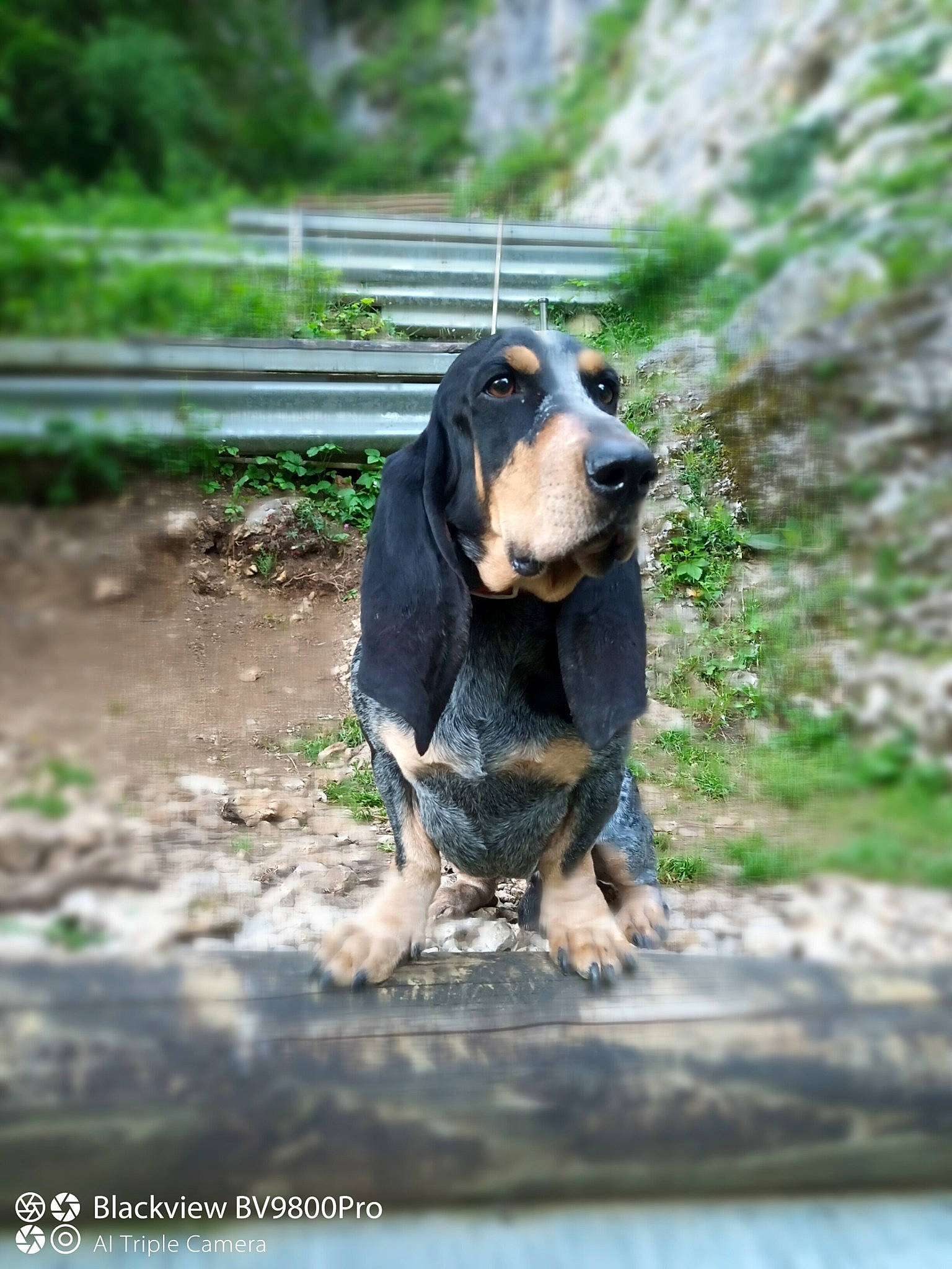 Pin'S a rejoint le concours — aidez-le/la à gagner de superbes lots ! basset_hound, canidae, carnivore, companion_dog, dog, dog_breed, fawn, grass, guard_dog, hound, hunting_dog, landscape, plant, scent_hound, sporting_group, terrestrial_animal, water, working_animal, working_dog