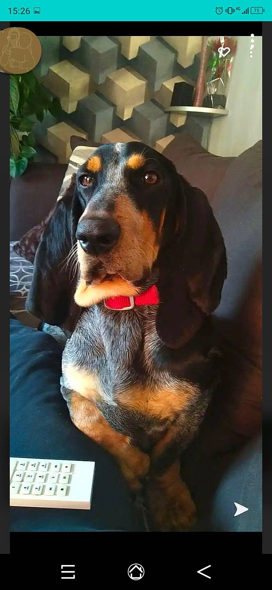 Pin'S participe au concours pour gagner de l'argent avec cette photo : bloodhound, canidae, carnivore, collar, companion_dog, computer_keyboard, dog, dog_breed, fur, guard_dog, hound, hunting_dog, liver, pet_supply, scent_hound, snout, sporting_group, whiskers, working_animal, working_dog