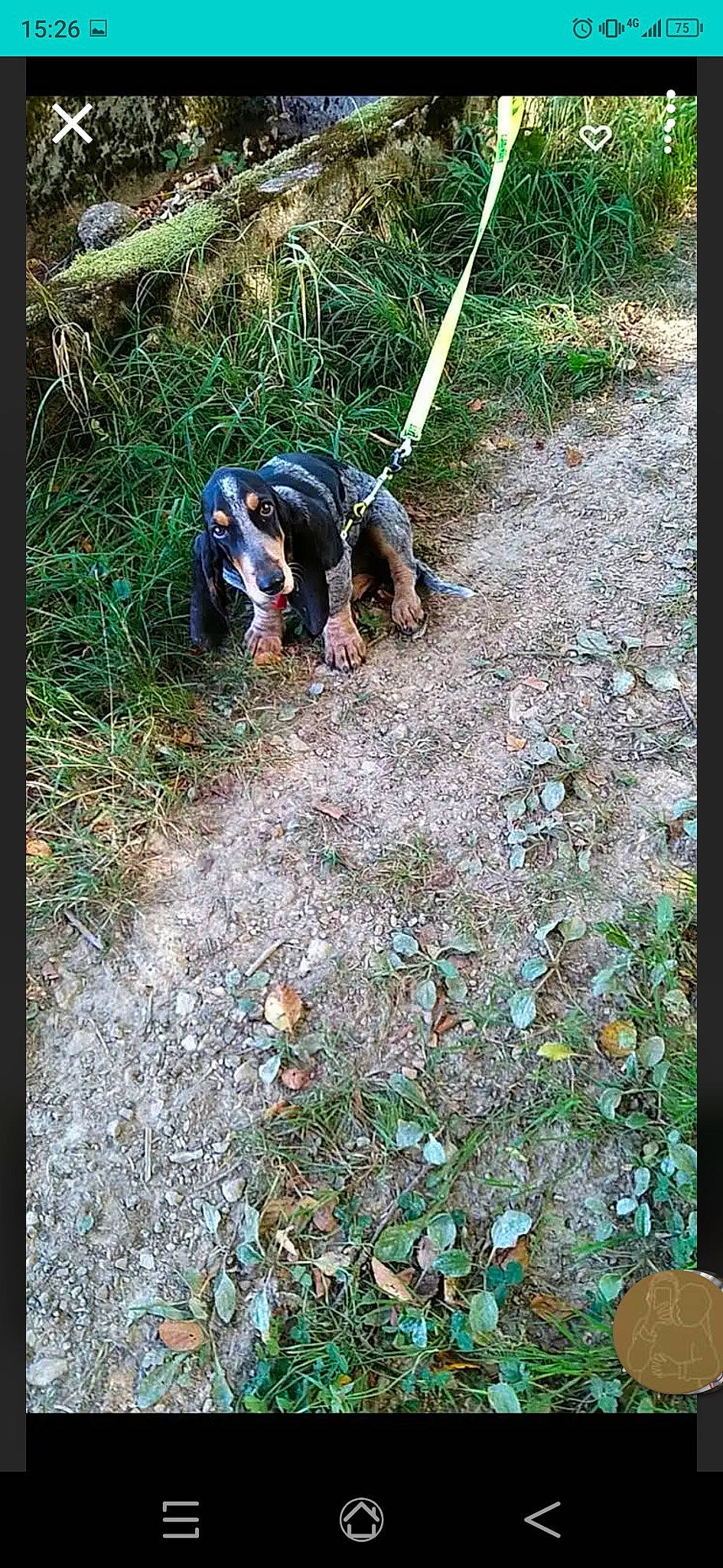 Pin'S a rejoint le concours — aidez-le/la à gagner de superbes lots ! botany, canidae, carnivore, companion_dog, dog, dog_breed, electric_blue, grass, groundcover, jungle, leaf, people_in_nature, plant, recreation, soil, sporting_group, tail, terrestrial_animal, wildlife, working_animal