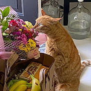 Bella joined the competition — help win amazing prizes! animal, bananas, bouquet, cat, curious, domestic, floor, flowers, furniture, glass_jars, grocery_bag, houseplant, indoor, kitten, orange_cat, paper_bag, pet, side_view, still_life, tile_floor