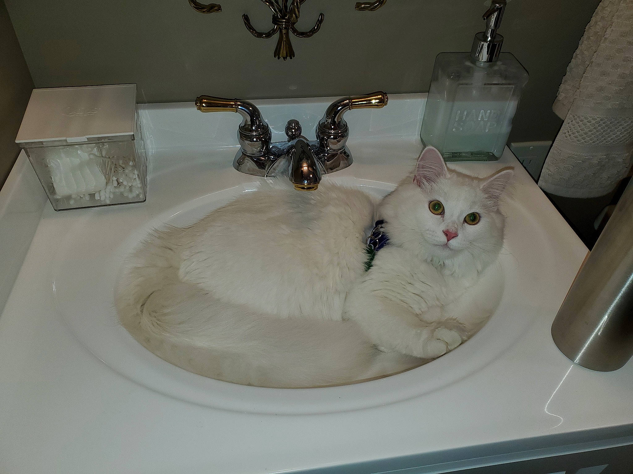 Lil' Nugget joined the competition — help win amazing prizes! american_curl, bidet, burmilla, carnivore, cat, felidae, fur, khao_manee, plumbing_fixture, room, sink, small_to_medium_sized_cats, turkish_angora, turkish_van, whiskers
