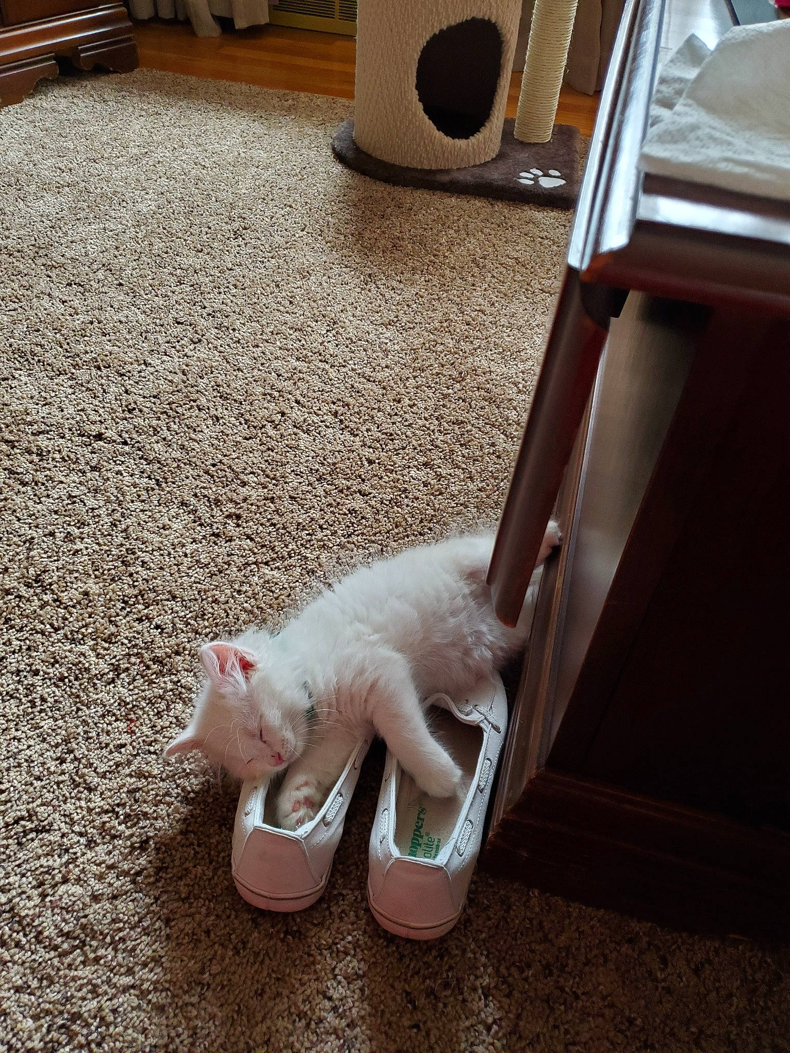 Lil' Nugget is registered to the contest to win money with this photo: carnivore, cat, felidae, floor, flooring, hardwood, kitten, leg, small_to_medium_sized_cats, tail, turkish_angora, turkish_van, whiskers