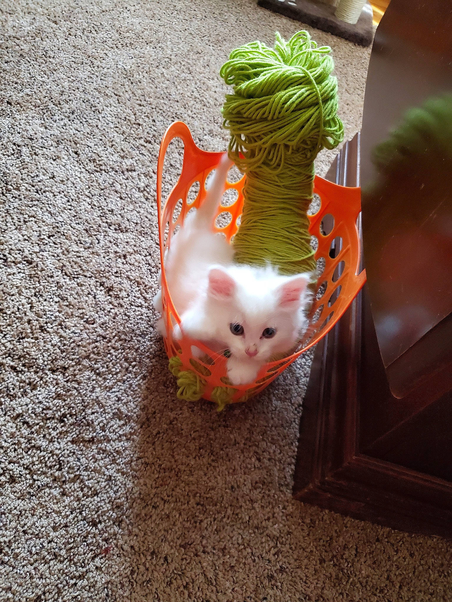 Lil' Nugget is registered to the contest to win money with this photo: carnivore, cat, ear, fawn, felidae, kitten, small_to_medium_sized_cats, tail, turkish_angora, turkish_van, whiskers