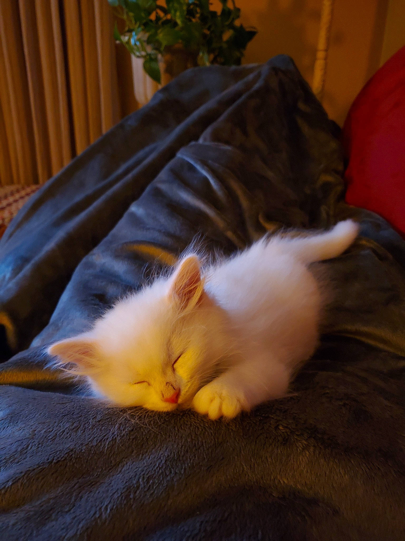 Lil' Nugget is registered to the contest to win money with this photo: carnivore, cat, domestic_long_haired_cat, felidae, fur, furniture, kitten, nap, norwegian_forest_cat, paw, ragdoll, small_to_medium_sized_cats, tail, turkish_van, whiskers