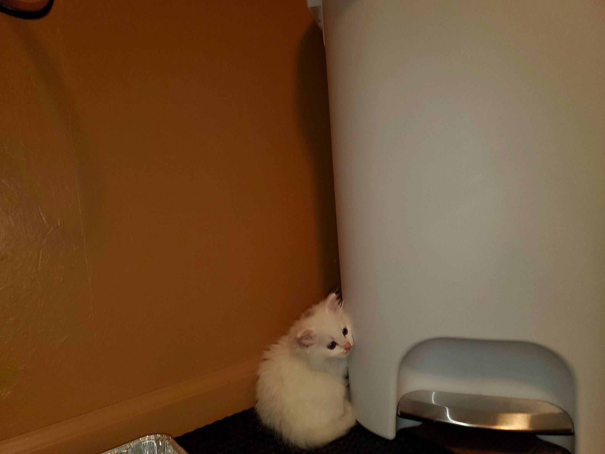Lil' Nugget joined the competition — help win amazing prizes! burmilla, carnivore, cat, felidae, fur, kitten, persian, ragdoll, room, small_to_medium_sized_cats, tail, turkish_angora, turkish_van, whiskers