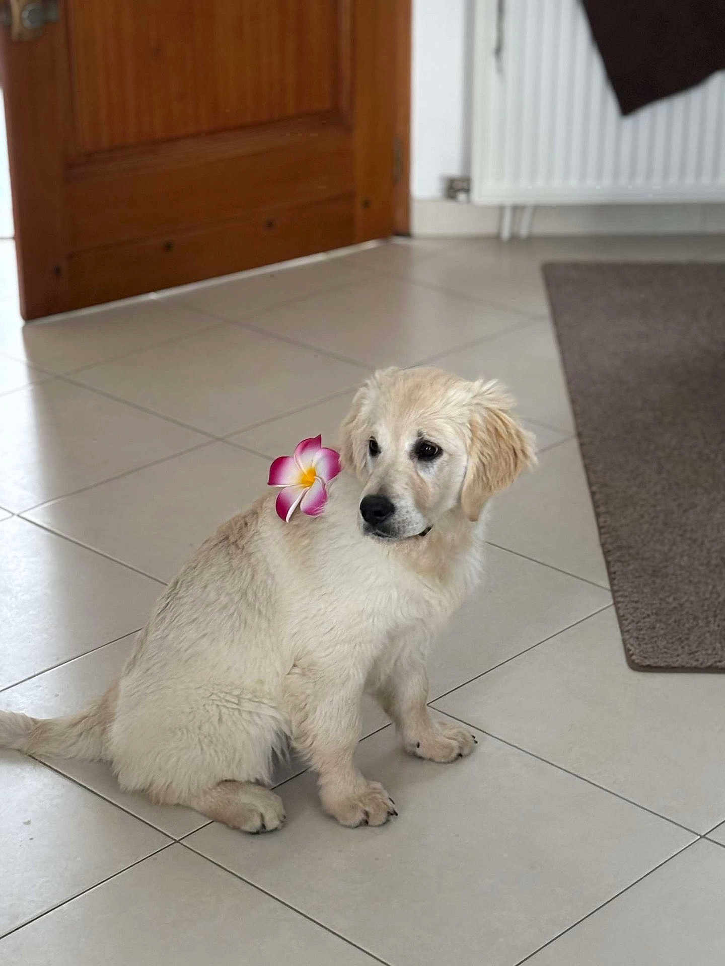 Aria a rejoint le concours — aidez-le/la à gagner de superbes lots ! puppy, dog, golden_retriever, flower, indoor, tile_floor, pet, cute, sitting, young_dog, animal, domestic, curious, fur, floor, door, carpet, home, pet_accessory, companion