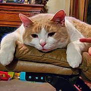 Buddy is registered to the contest to win money with this photo: cat, orange_cat, white_cat, pet, animal, sleepy, relaxed, lying_down, paws, whiskers, pink_nose, ears, fur, close_up, portrait, indoor, living_room, chair, furniture, cozy