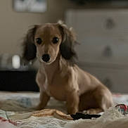 Chloe joined the competition — help win amazing prizes! dog, dachshund, long_haired_dog, brown_dog, pet, animal, sitting, bed, bedroom, indoors, home, blanket, bedding, toy, cute, portrait, looking_at_camera, floppy_ears, soft_focus, cozy
