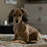 dog, dachshund, long_haired_dog, brown_dog, pet, animal, sitting, bed, bedroom, indoors, home, blanket, bedding, toy, cute, portrait, looking_at_camera, floppy_ears, soft_focus, cozy