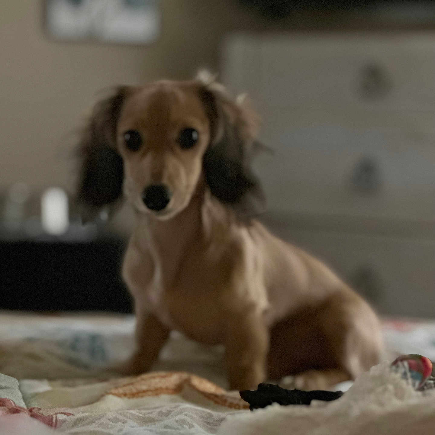 Chloe joined the competition — help win amazing prizes! dog, dachshund, long_haired_dog, brown_dog, pet, animal, sitting, bed, bedroom, indoors, home, blanket, bedding, toy, cute, portrait, looking_at_camera, floppy_ears, soft_focus, cozy