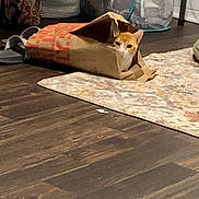 Kevin joined the competition — help win amazing prizes! animal, cat, container, cozy, curious, fabric, feline, flooring, home, household, indoor, laundry_basket, orange_cat, paper_bag, patterned, pet, rug, slippers, white_cat, wooden_floor