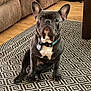 animal, carpet, collar, couch, cute, dog, domestic_animal, ears, eyes, floor, french_bulldog, furniture, home, indoor, looking, pet, portrait, sitting, still, wooden_floor
