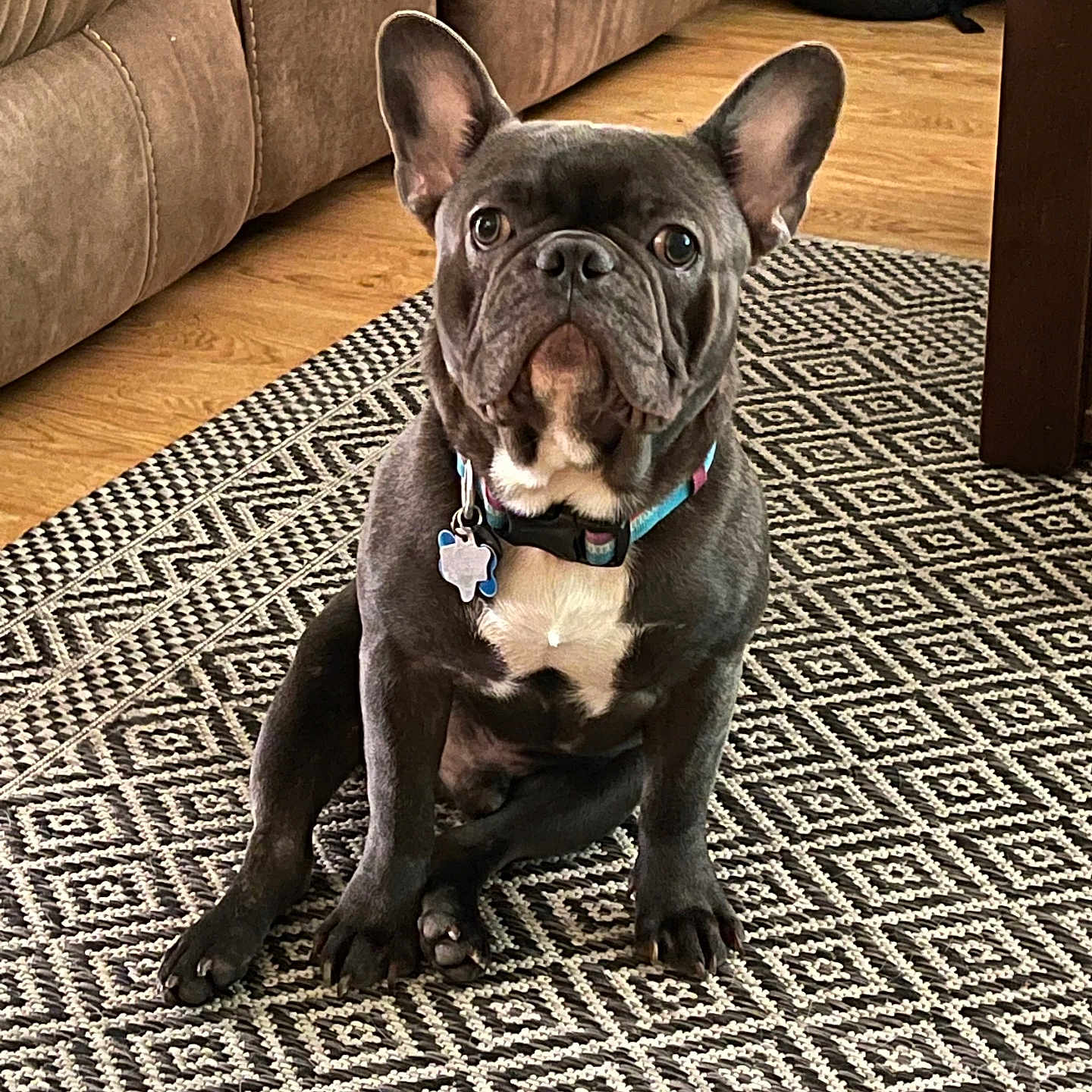 Bison joined the competition — help win amazing prizes! animal, carpet, collar, couch, cute, dog, domestic_animal, ears, eyes, floor, french_bulldog, furniture, home, indoor, looking, pet, portrait, sitting, still, wooden_floor