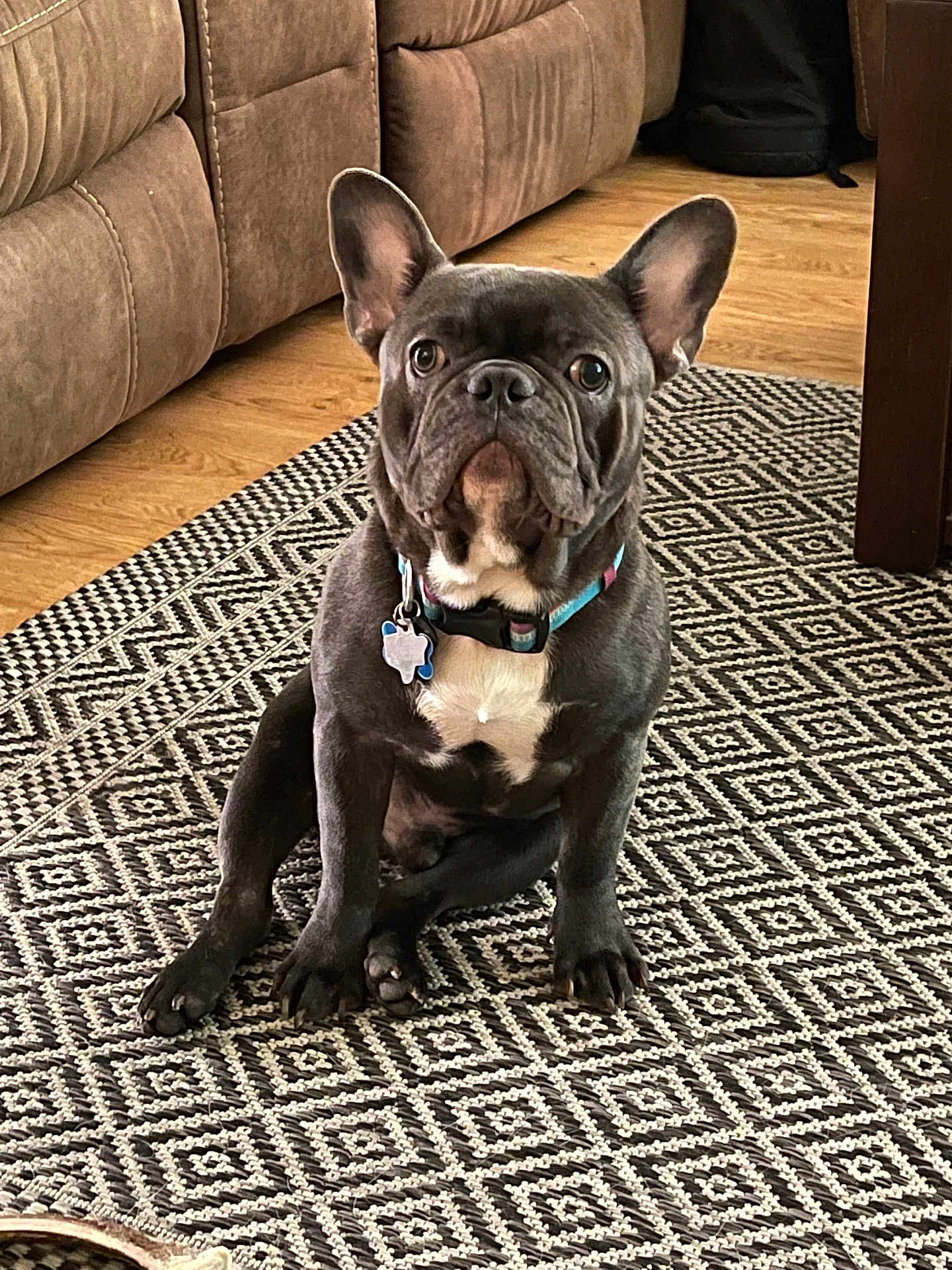 Bison joined the competition — help win amazing prizes! animal, carpet, collar, couch, cute, dog, domestic_animal, ears, eyes, floor, french_bulldog, furniture, home, indoor, looking, pet, portrait, sitting, still, wooden_floor