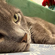 Miss Purrfect is registered to the contest to win money with this photo: bedding, cat, close_up, couch, cozy, eye, feline, flowers, fur, grey_cat, indoor, macro, nose, patterned_sheet, portrait, red_roses, relaxed, sleeping, vase, whiskers
